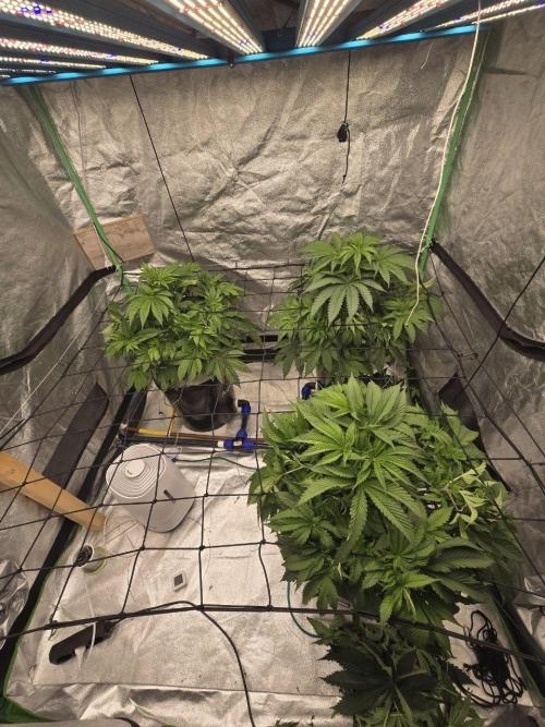 Super Boof / Gorilla Melon / RDWC 2026. Week 6