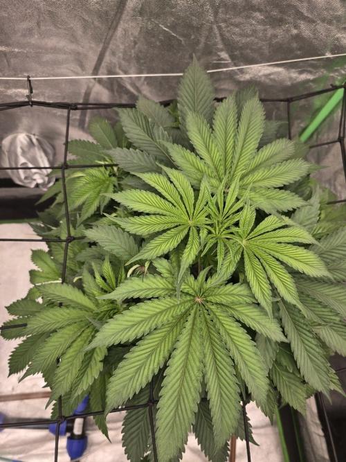 Super Boof / Gorilla Melon / RDWC 2026. Week 6
