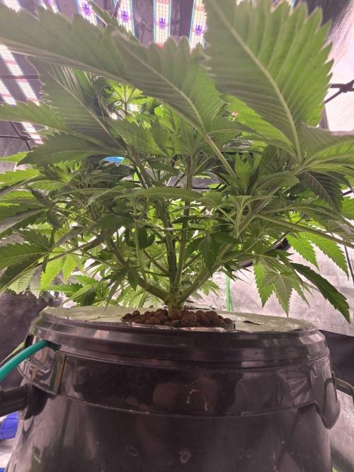 Super Boof / Gorilla Melon / RDWC 2026. Week 6