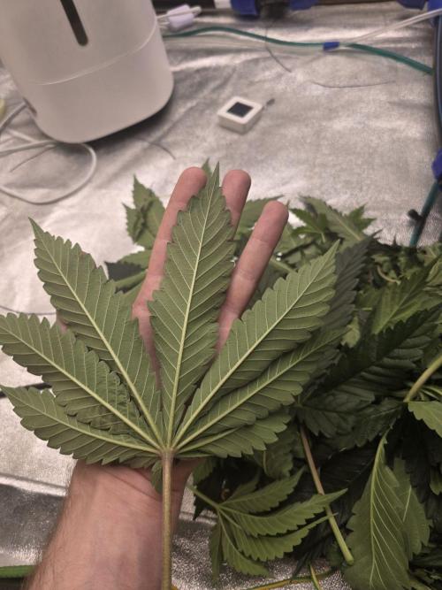 Super Boof / Gorilla Melon / RDWC 2026. Week 6