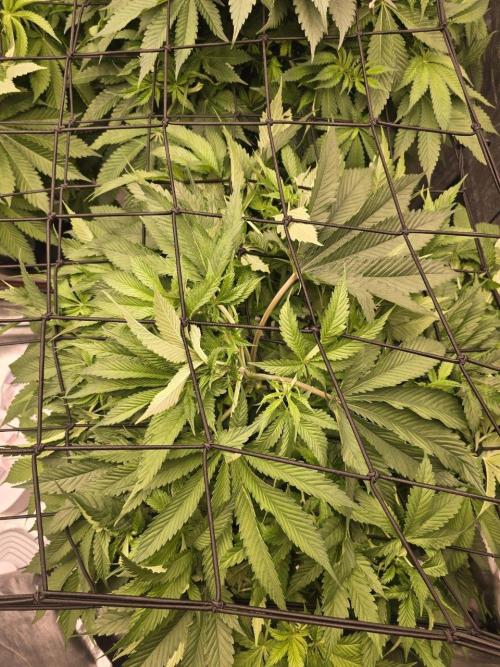 Super Boof / Gorilla Melon / RDWC 2026. Week 7 - 20.04