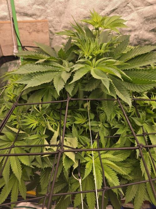 Super Boof / Gorilla Melon / RDWC 2026. Week 7