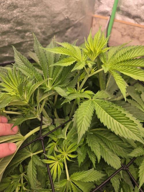 Super Boof / Gorilla Melon / RDWC 2026. Week 7 - 20.04