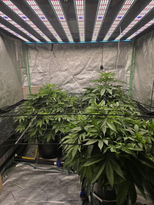 Super Boof / Gorilla Melon / RDWC 2026. Week 7 - 20.04