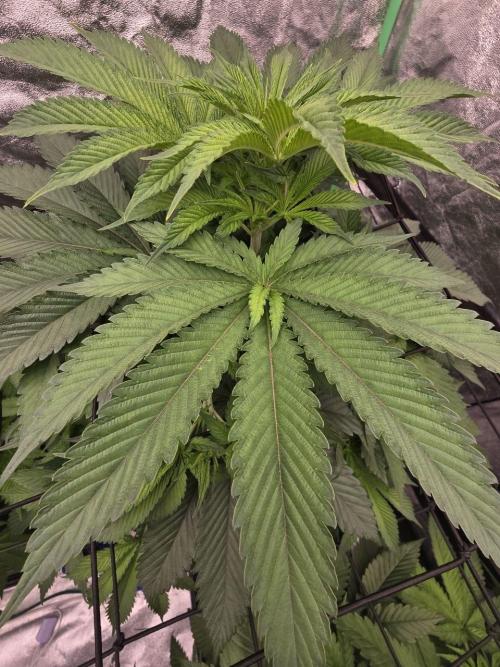 Super Boof / Gorilla Melon / RDWC 2026. Week 7 - 17.04