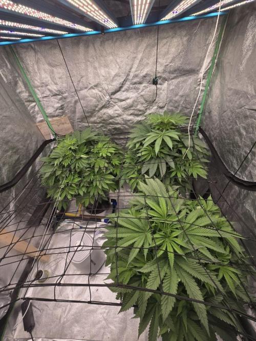 Super Boof / Gorilla Melon / RDWC 2026. Week 7 - 17.04