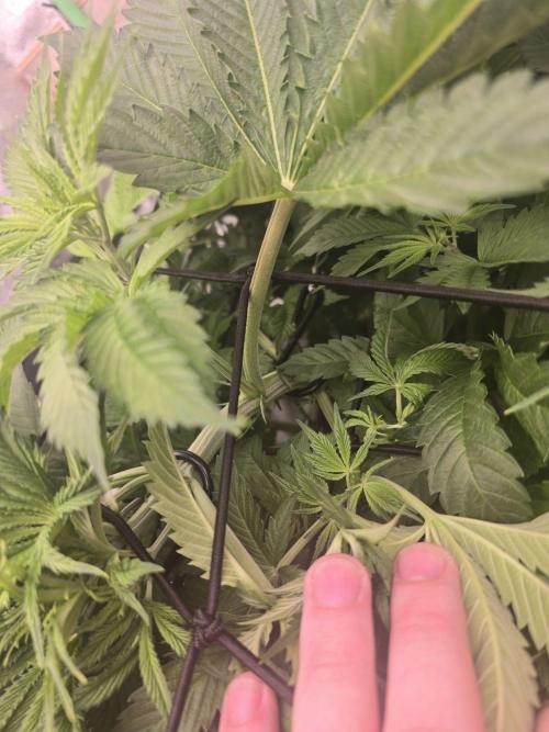 Super Boof / Gorilla Melon / RDWC 2026. Week 7 - 17.04