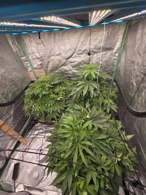 Super Boof / Gorilla Melon / RDWC 2026. Week 7 - 20.04