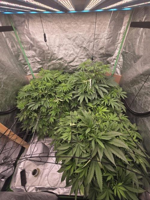 Super Boof / Gorilla Melon / RDWC 2026. Week 8