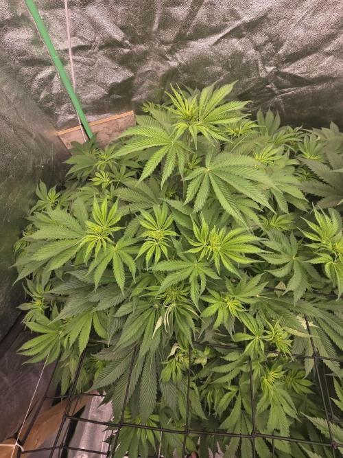 Super Boof / Gorilla Melon / RDWC 2026. Week 8