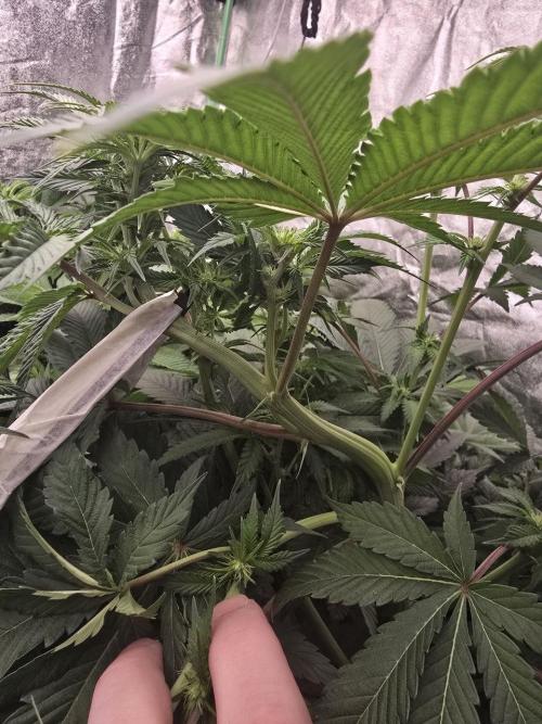 Super Boof / Gorilla Melon / RDWC 2026. Week 8