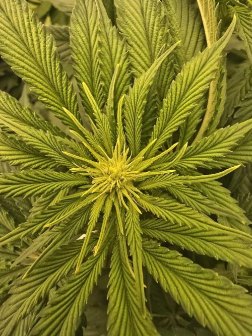 Super Boof / Gorilla Melon / RDWC 2026. Week 8