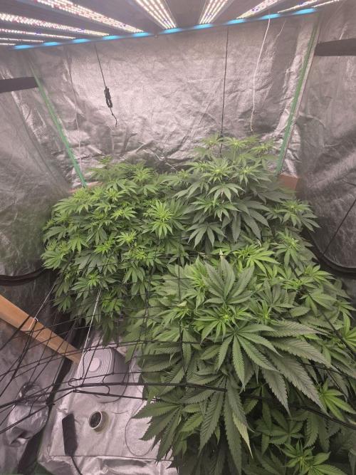 Super Boof / Gorilla Melon / RDWC 2026. Week 8