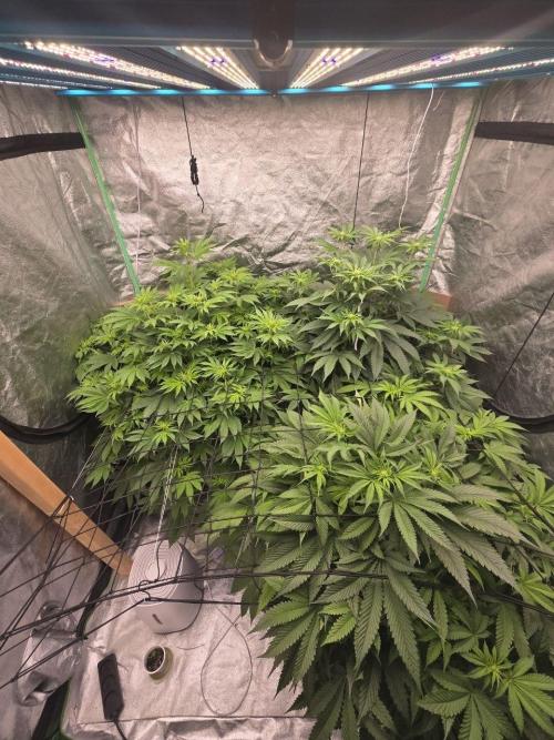 Super Boof / Gorilla Melon / RDWC 2026. Week 8