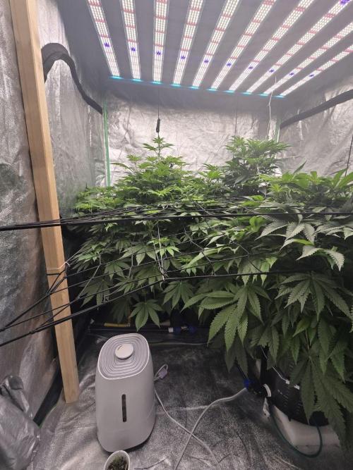 Super Boof / Gorilla Melon / RDWC 2026. Week 8