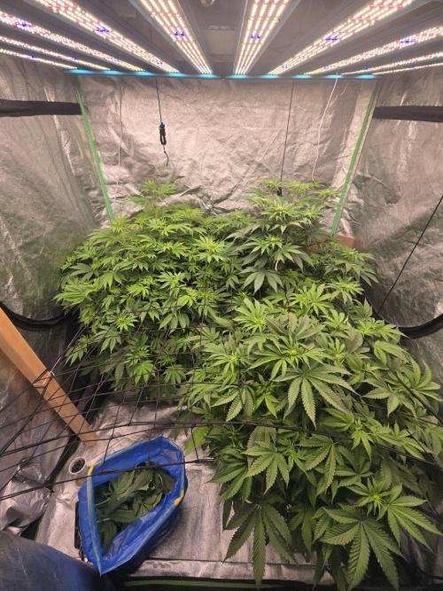 Super Boof / Gorilla Melon / RDWC 2026. Week 8