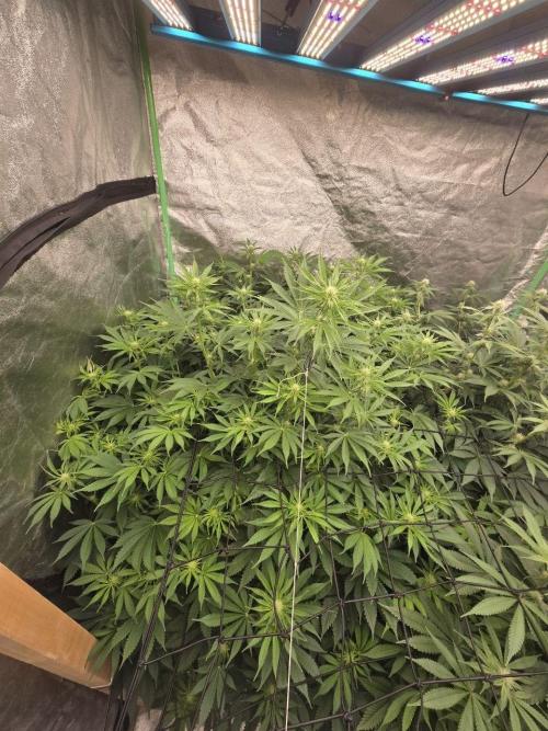 Super Boof / Gorilla Melon / RDWC 2026. Week 9