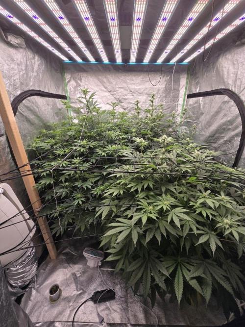 Super Boof / Gorilla Melon / RDWC 2026. Week 9