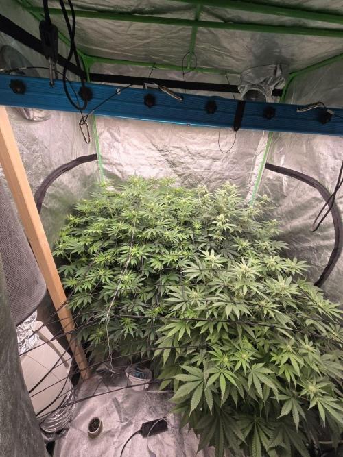 Super Boof / Gorilla Melon / RDWC 2026. Week 9
