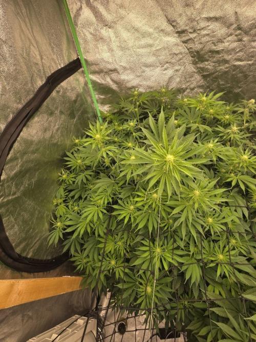 Super Boof / Gorilla Melon / RDWC 2026. Week 9