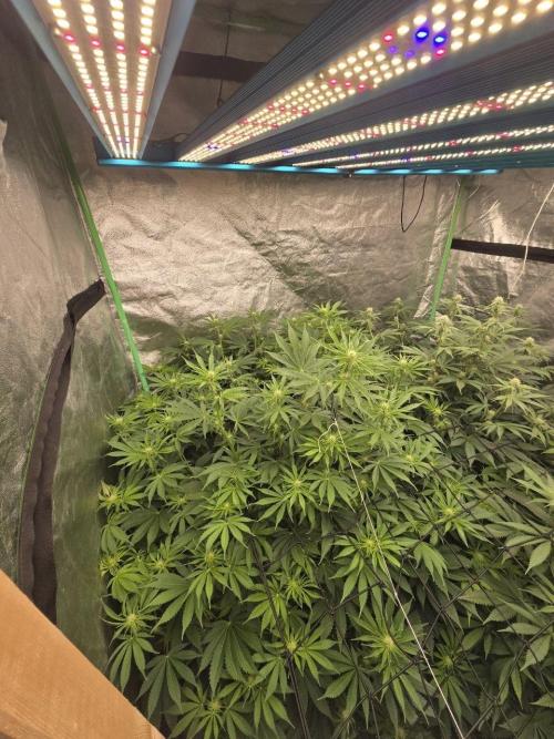 Super Boof / Gorilla Melon / RDWC 2026. Week 9