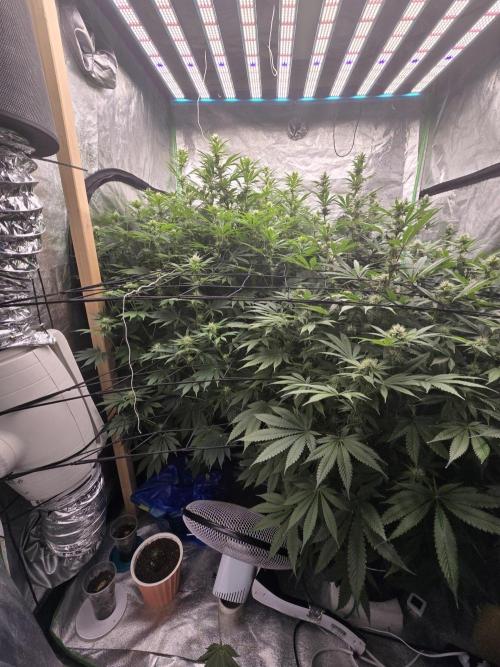 Super Boof / Gorilla Melon / RDWC 2026. Week 10