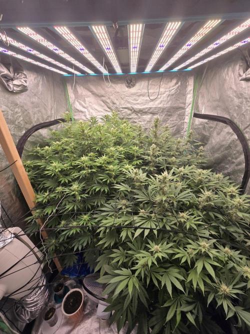 Super Boof / Gorilla Melon / RDWC 2026. Week 10