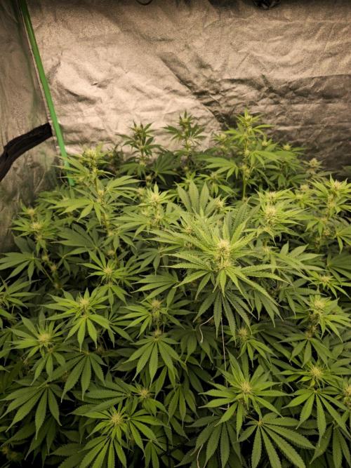 Super Boof / Gorilla Melon / RDWC 2026. Week 10