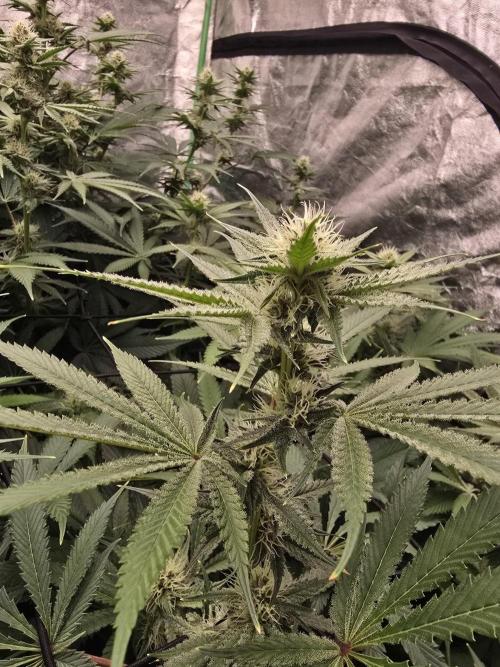 Super Boof / Gorilla Melon / RDWC 2026. Week 10