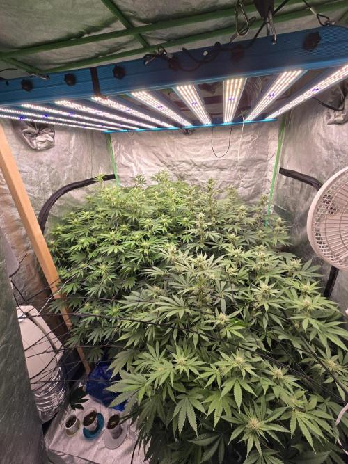Super Boof / Gorilla Melon / RDWC 2026. Week 10