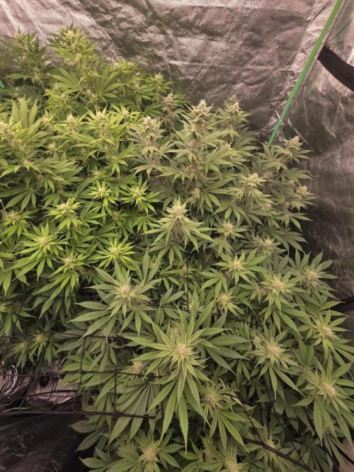 Super Boof / Gorilla Melon / RDWC 2026. Week 11