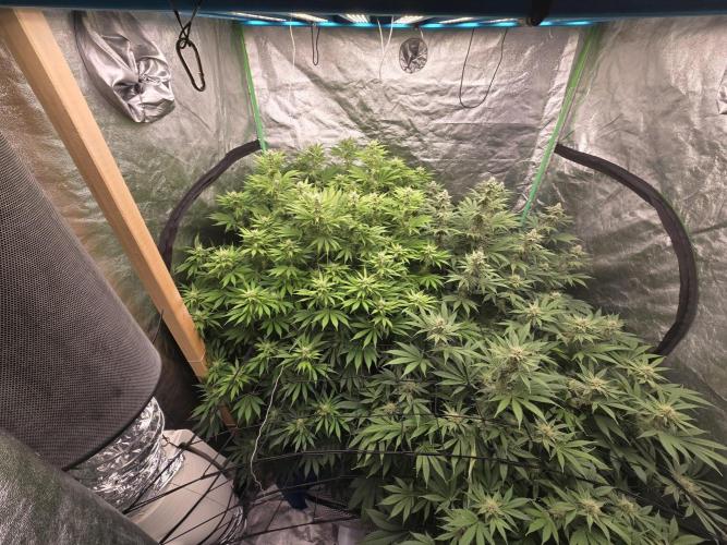 Super Boof / Gorilla Melon / RDWC 2026. Week 11