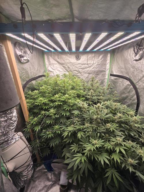 Super Boof / Gorilla Melon / RDWC 2026. Week 11