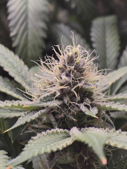 Super Boof / Gorilla Melon / RDWC 2026. Week 12
