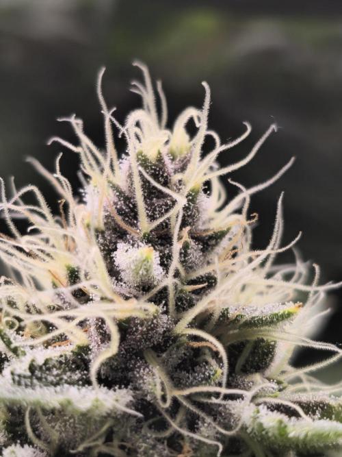 Super Boof / Gorilla Melon / RDWC 2026. Week 12