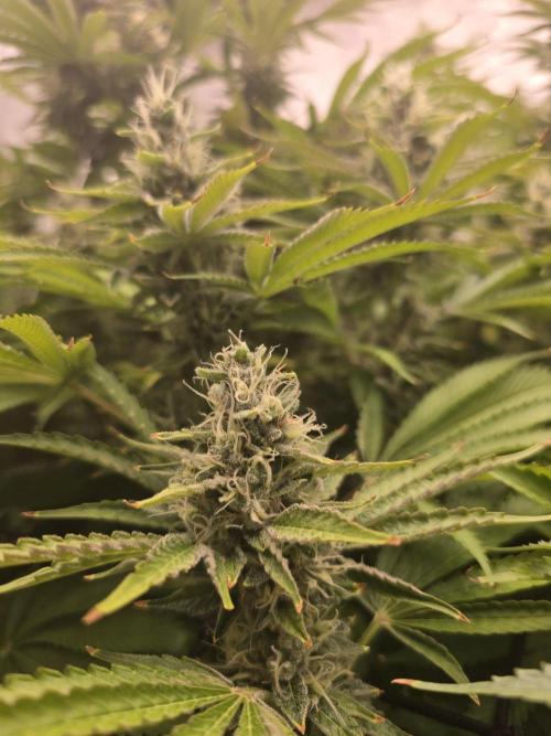 Super Boof / Gorilla Melon / RDWC 2026. Week 12