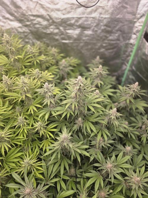 Super Boof / Gorilla Melon / RDWC 2026. Week 12