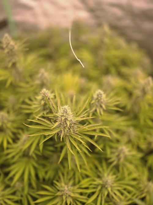 Super Boof / Gorilla Melon / RDWC 2026. Week 12