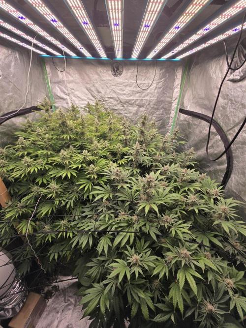 Super Boof / Gorilla Melon / RDWC 2026. Week 13
