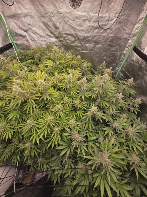 Super Boof / Gorilla Melon / RDWC 2026. Week 13