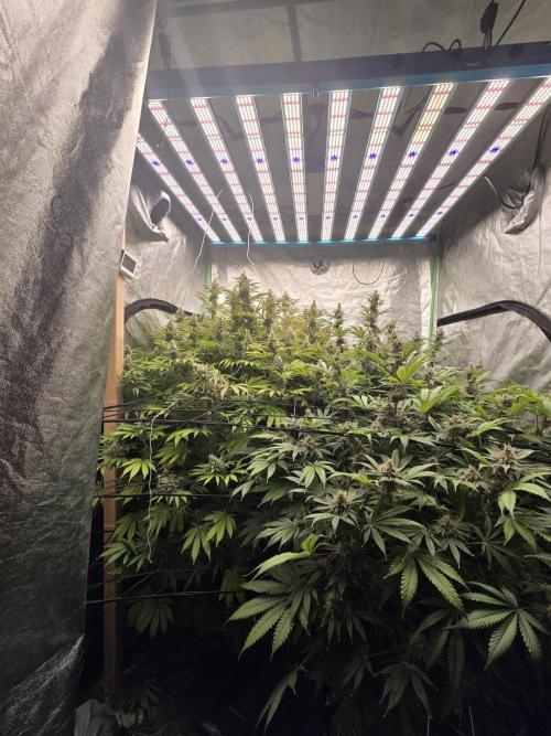 Super Boof / Gorilla Melon / RDWC 2026. Week 14