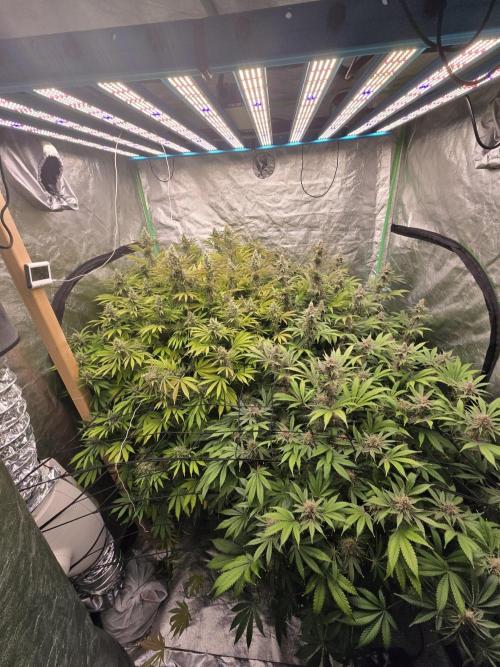 Super Boof / Gorilla Melon / RDWC 2026. Week 14