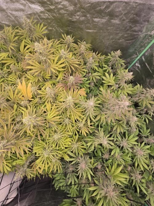 Super Boof / Gorilla Melon / RDWC 2026. Week 14