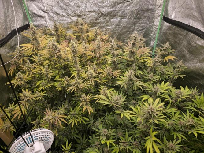 Super Boof / Gorilla Melon / RDWC 2026. Week 15
