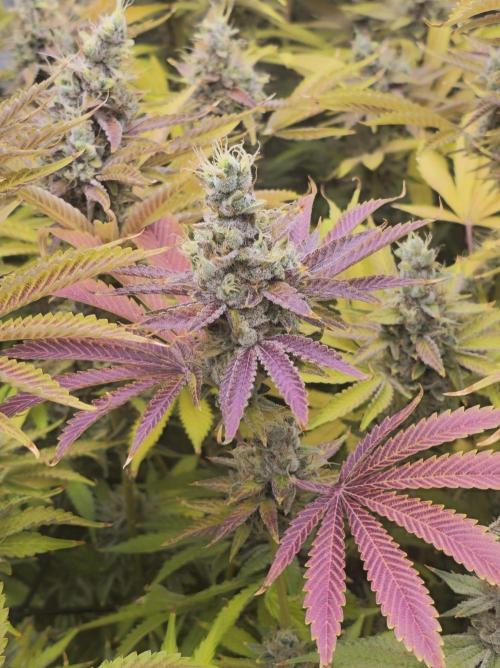 Super Boof / Gorilla Melon / RDWC 2026. Week 15