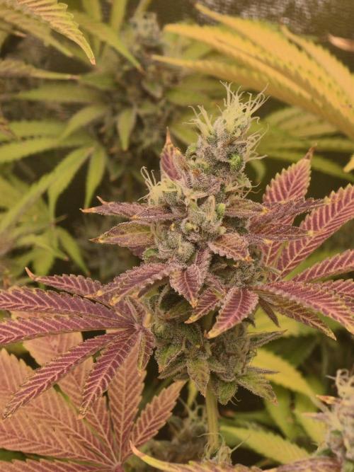 Super Boof / Gorilla Melon / RDWC 2026. Week 15