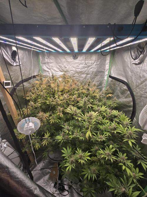 Super Boof / Gorilla Melon / RDWC 2026. Week 15