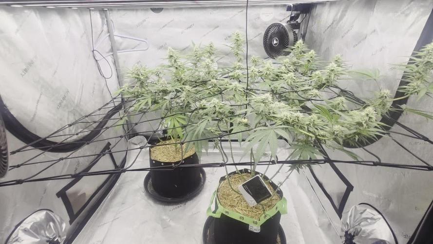 Seedsman