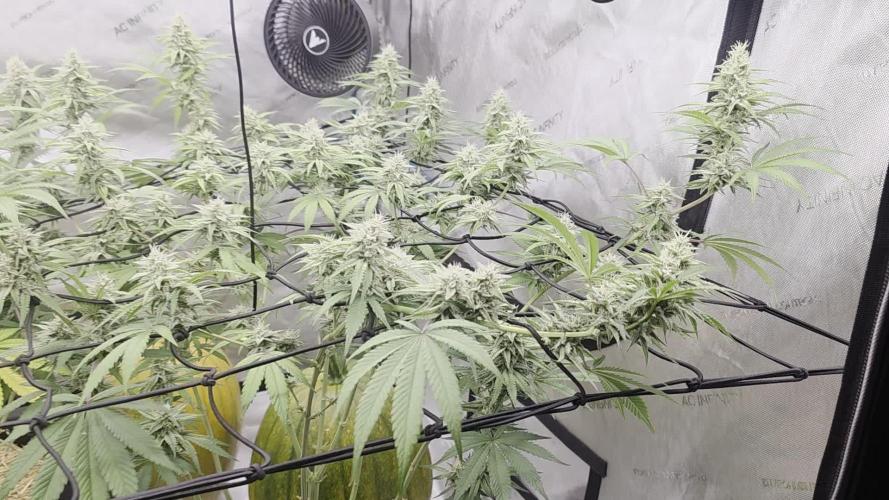 Seedsman