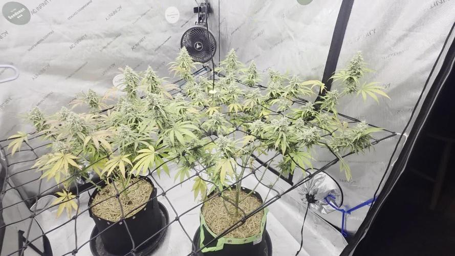 Seedsman